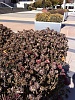 Click image for larger version. 

Name:	Dead Mums.JPG 
Views:	228 
Size:	2.61 MB 
ID:	2863